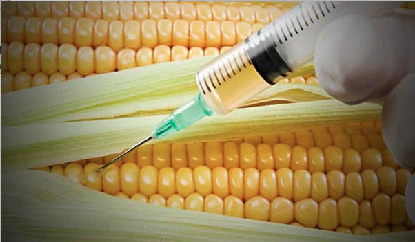 Mexico Suspends the Planting of Genetically Modified Corn